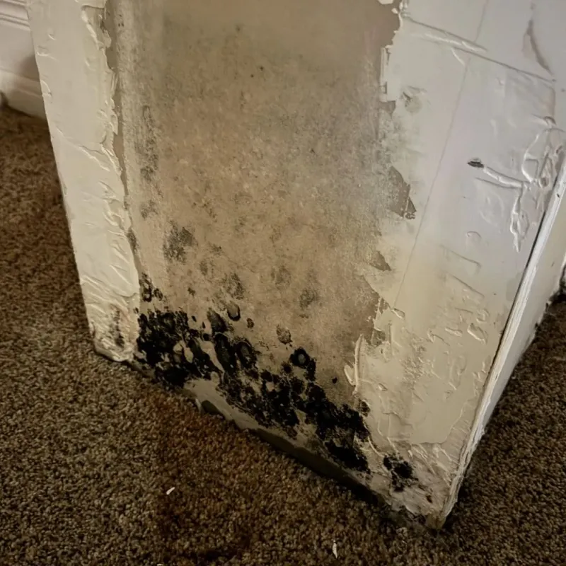 Professional Mold Removal in Rockmart, GA